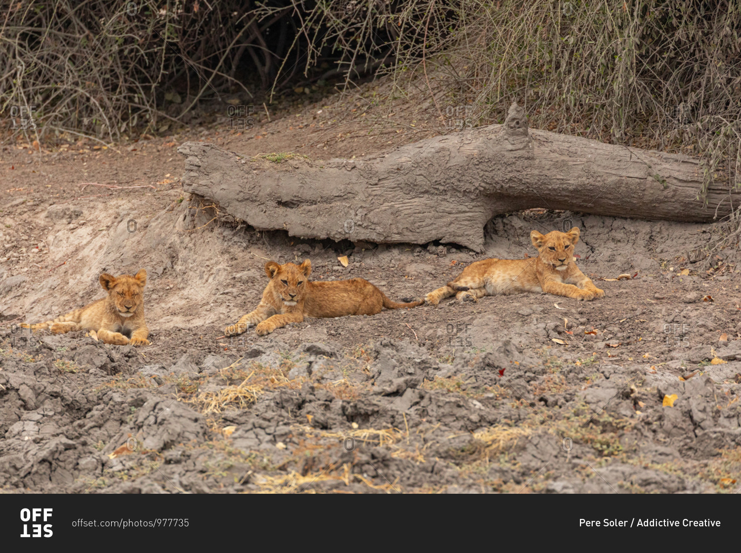Full length of three of little wild lion cubs resting together while lying down on sandy ground in Savuti area in Southern Africa