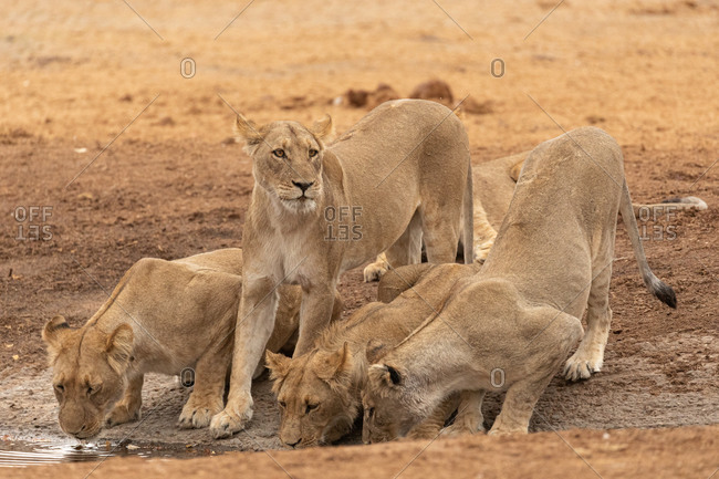 Group of wild lionesses drinking water from pond in savanna in Savuti in Botswana
