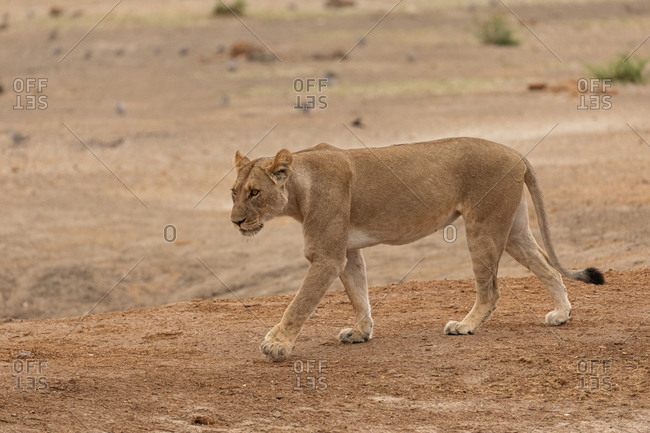 Full body of magnificent wild lioness walking on dry ground and looking away in Savuti area in Botswana