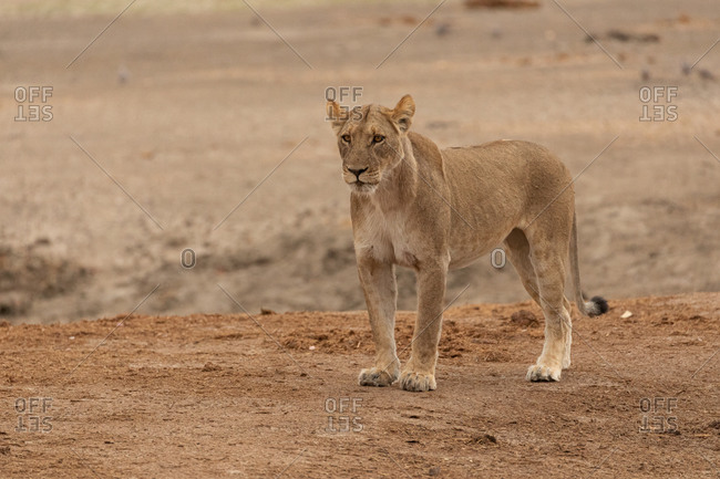 lioness stock photos - OFFSET