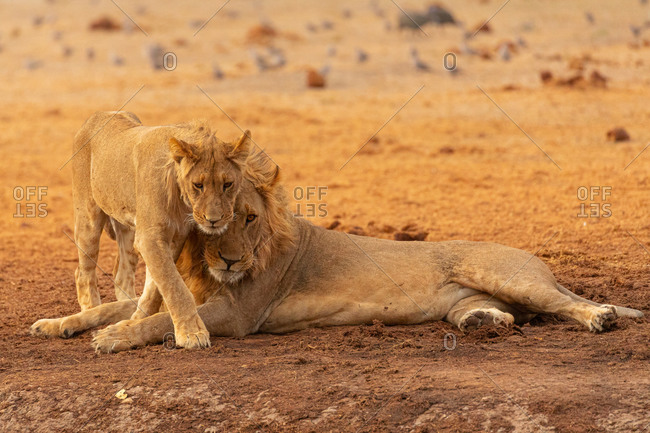 Full length of wild lioness and lion resting on dry ground in African savanna in Savuti area in Botswana
