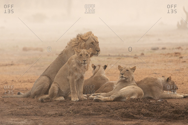 Full length of group of wild lioness and lion resting on dry ground in African savanna in Savuti area in Botswana
