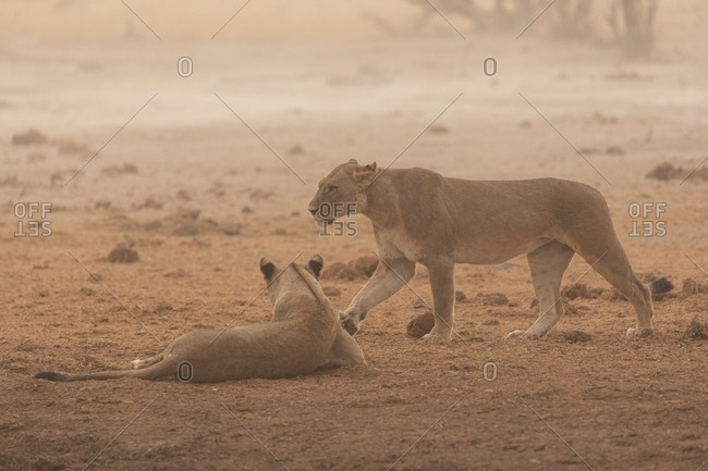 Full length of wild lionesses resting on dry ground in African savanna in Savuti area in Botswana