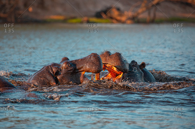 Closeup of wild aggressive hippos fighting heavily in water of Chobe river in Botswana in Africa