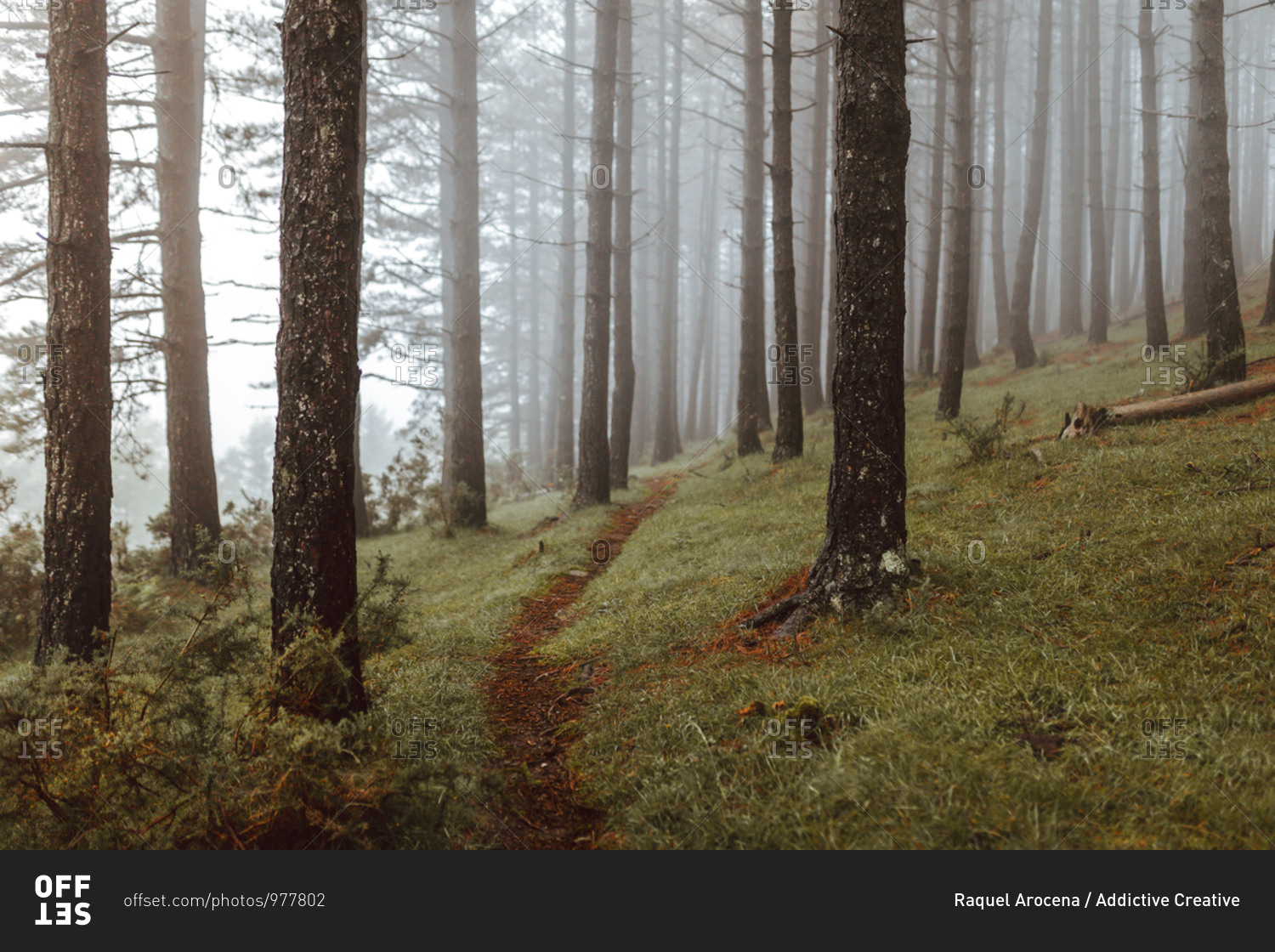 Gloomy scenery of narrow path surrounded by tall evergreen trees growing in misty wood
