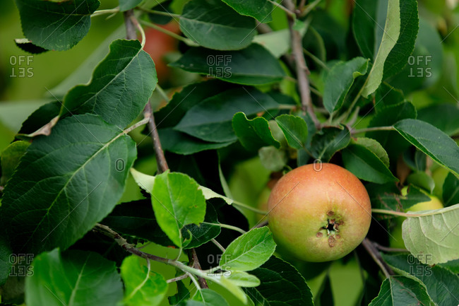 Natural ECO apples on green branch on a farm.