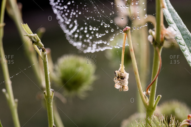 Spiderweb covered in dew droplets on a plant