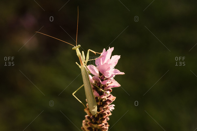 Close up of a praying mantis hanging out on a lavender plant