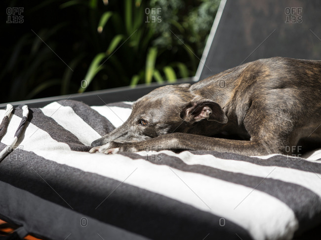 Dog resting on striped bed in the sunshine