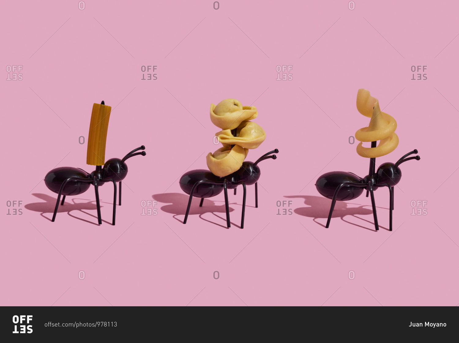 Three ants carrying different pieces pasta on a pink background