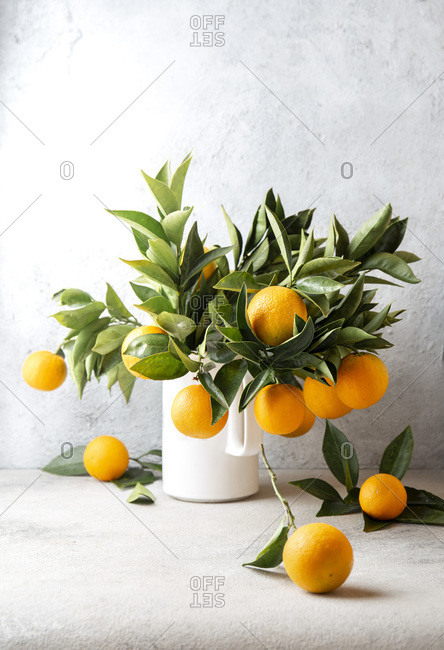 Orange tree branches bouquet with orange fruits in white jar.