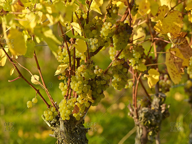 Ripe Silvaner grape, Volkach, Lower Franconia, Bavaria, Germany