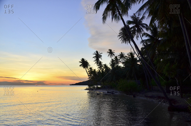 Palm trees before sunset, Gorontalo Province, Sulawesi, Indonesia, Southeast Asia