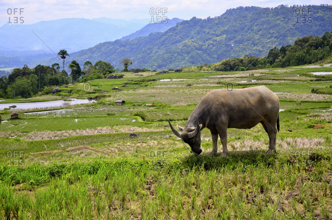 Water buffalo on rice terrace, Rantepao, Toraja highlands, Tana Toraja, Sulawesi, Indonesia, Southeast Asia