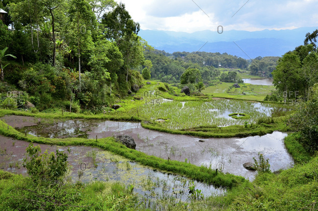 Rice terraces, Rantepao, Toraja highlands, Tana Toraja, Sulawesi, Indonesia, Southeast Asia