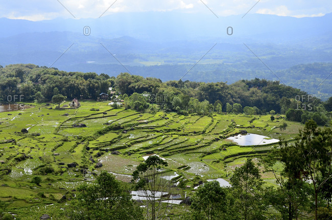 Rice terraces, Rantepao, Toraja highlands, Tana Toraja, Sulawesi, Indonesia, Southeast Asia