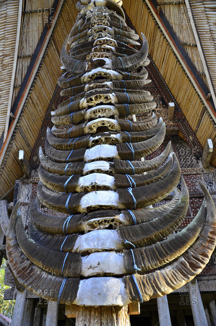 Horns of water buffalo in front of traditional Tongkonan ancestral house as a symbol of the prestige of the residents, Rantepao, Toraja highlands, Tana Toraja, Sulawesi, Indonesia, Southeast Asia