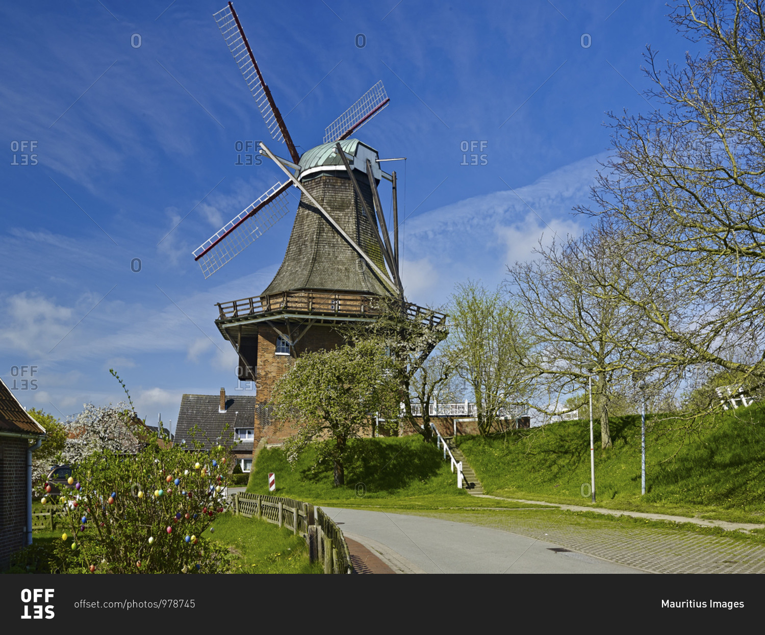 Mill Aurora with cherry blossom in Borstel, district of Jork, Altes Land, district of Stade, Lower Saxony, Germany, Europe