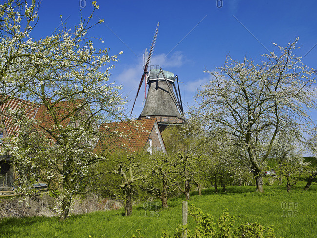 Mill Aurora with cherry blossom in Borstel, district of Jork, Altes Land, district of Stade, Lower Saxony, Germany, Europe