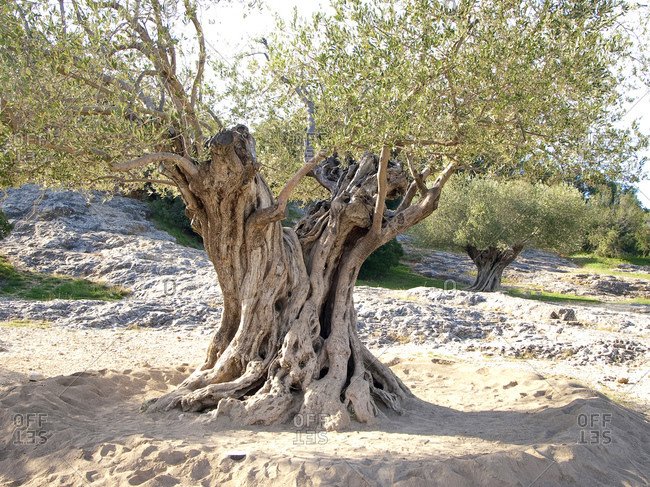 Olive tree, 1100 years old, southern France, France, Europe
