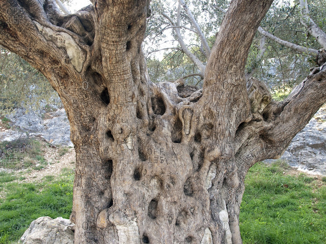 Olive tree, 1100 years old, southern France, France, Europe