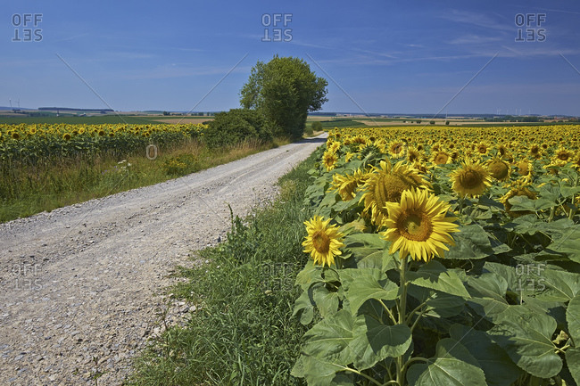 Field path through sunflower fields at Aub, Lower Franconia, Bavaria, Germany