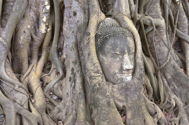 Head of a Buddha statue between roots of a strangler fig, Wat Mahathat Temple in the ancient royal city of Ayutthaya, Thailand