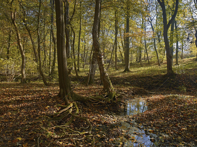 Autumn with stream in the Hainich National Park, Thuringia, Germany