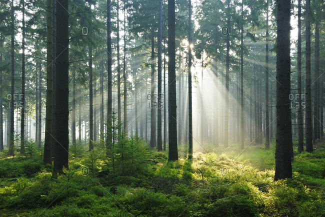 Sun rays break through morning fog in the spruce forest, Hurtgenwald, Naturpark Nordeifel, Naturpark Hohes Venn-Eifel, North Rhine-Westphalia, Germany