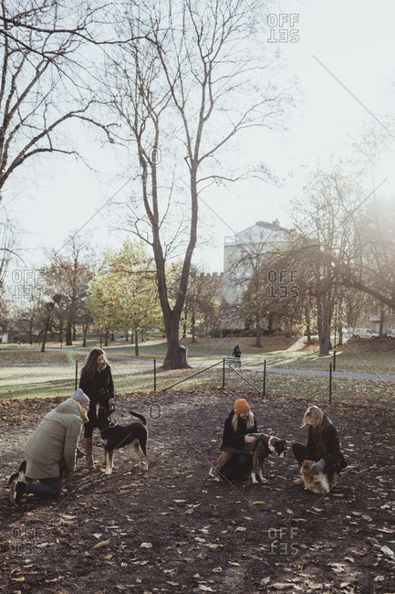 Full length of male and female owners with dogs at park during autumn