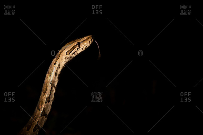 A python snake, Python sebae, raises its head at night, lit up by spotlight, tongue extended out