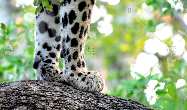 A leopard's front paws, Panthera pardus, on the bark of a tree