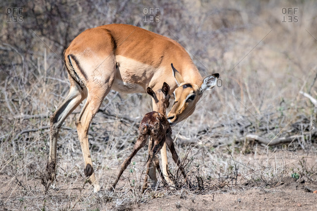 A mother impala, Aepyceros melampus, bends over to lick her newly born calf