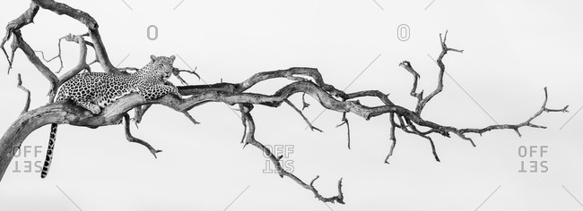 A leopard, Panthera pardus, lies in a dead tree, in black and white