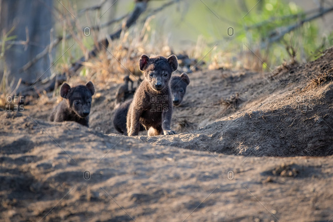 Hyena cubs, Crocuta crocuta, walk out of their den site, ears perked up in the sunlight