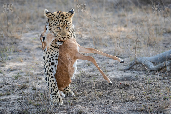 Baby Leopard Stock Photos Offset