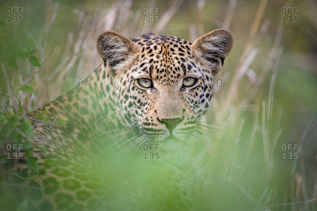 A leopard, Panthera pardus, lies in the grass, direct gaze, ears up, greenery in foreground