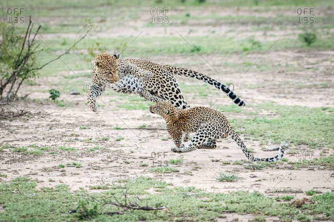 A mother leopard, Panthera pardus, jumps and plays with her cub, both jumping in the air