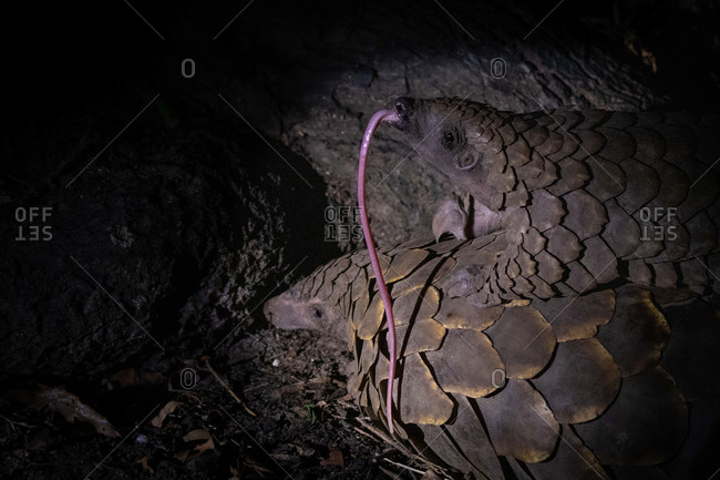 A pangolin, Smutsia temminckii with her pup on her back, blacked out background
