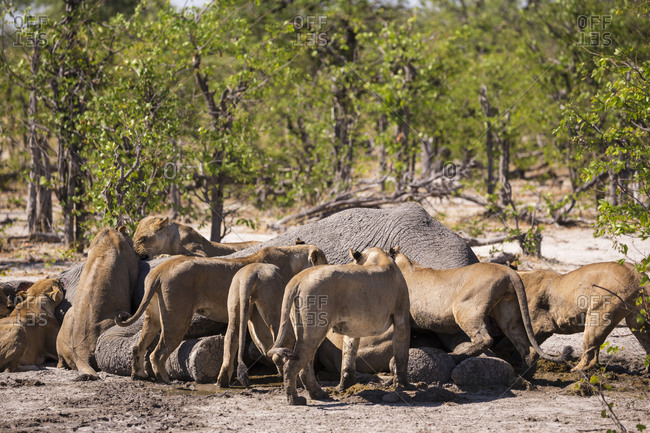 A group of female lions feeding on a dead elephant, Moremi Game Reserve, Botswana