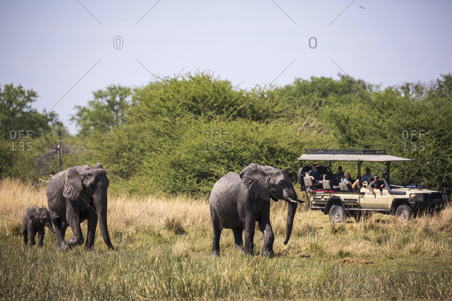 Herd of elephants gathering at water hole