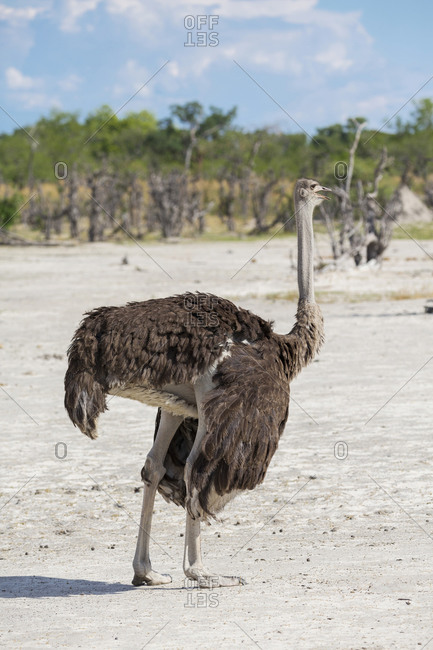 An adult ostrich on open ground in a wildlife reserve