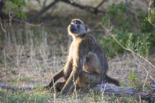 A baboon under the shade of a tree.