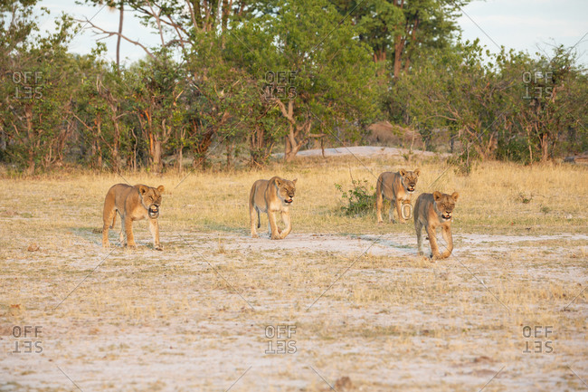 A pride of female lions walking across open space at sunset.