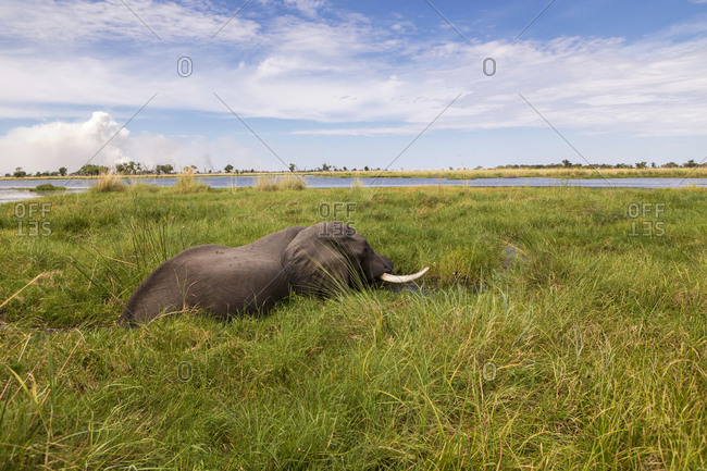 A mature elephant with tusks wading through water and reeds.