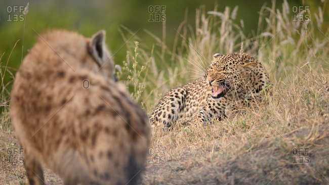 A leopard, Panthera pardus, lies in grass and snarls at a hyena, Crocuta crocuta