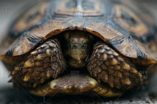 Close up of a leopard tortoise, Stigmochelys pardalis, feet and head coming out of it's shell