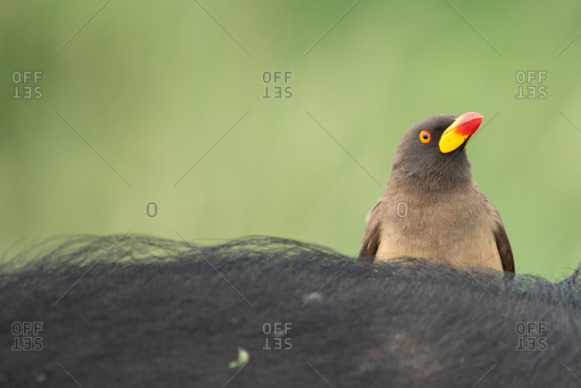 A yellow-billed oxpecker, Buphagus africanus, perches on an animal, green background
