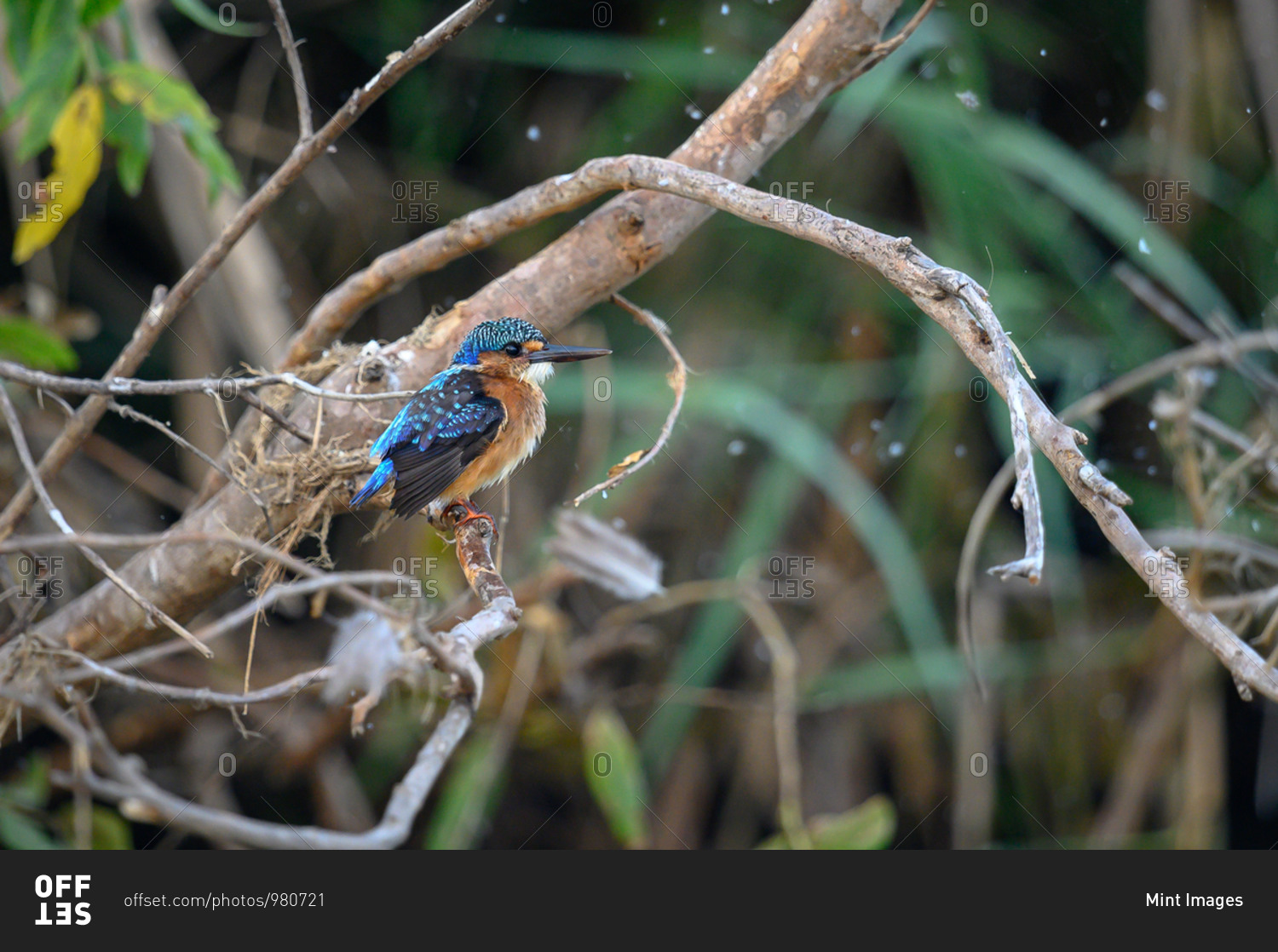 A juvenile malachite kingfisher, Corythornis cristatus, perches on a branch, looking out of frame