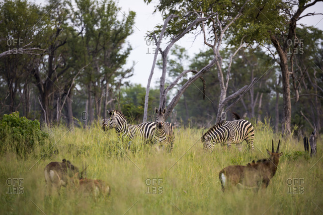 A group of oryx and zebra in long grass, heads raised.